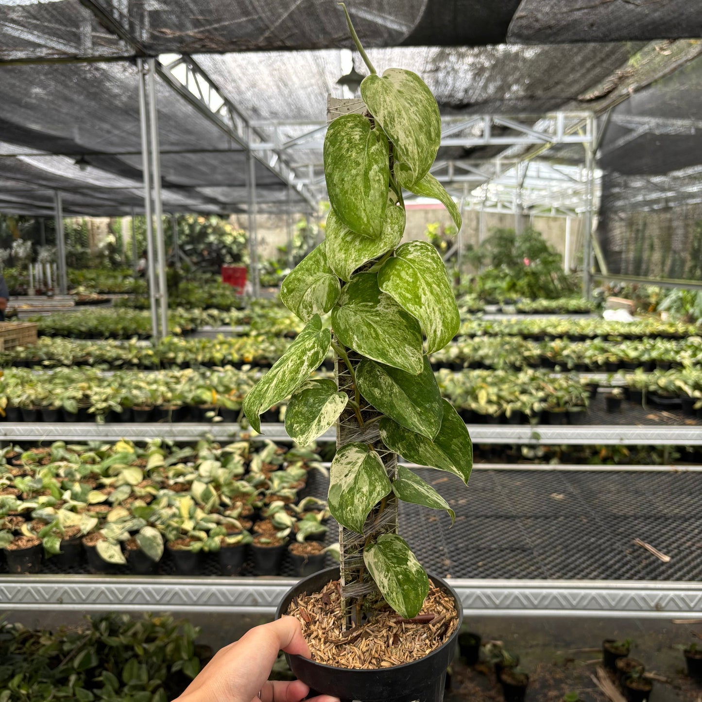Scindapsus Parahyangan Albo - Indonesian Rare Plants