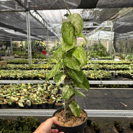 Scindapsus Parahyangan Albo - Indonesian Rare Plants
