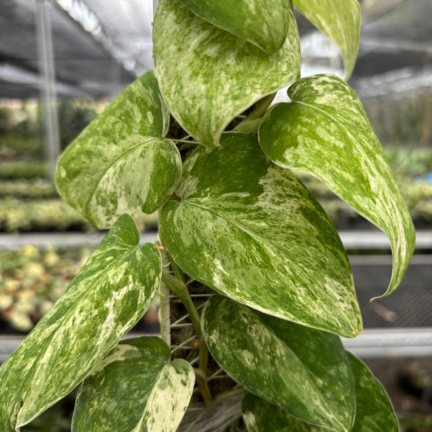 Scindapsus Parahyangan Albo