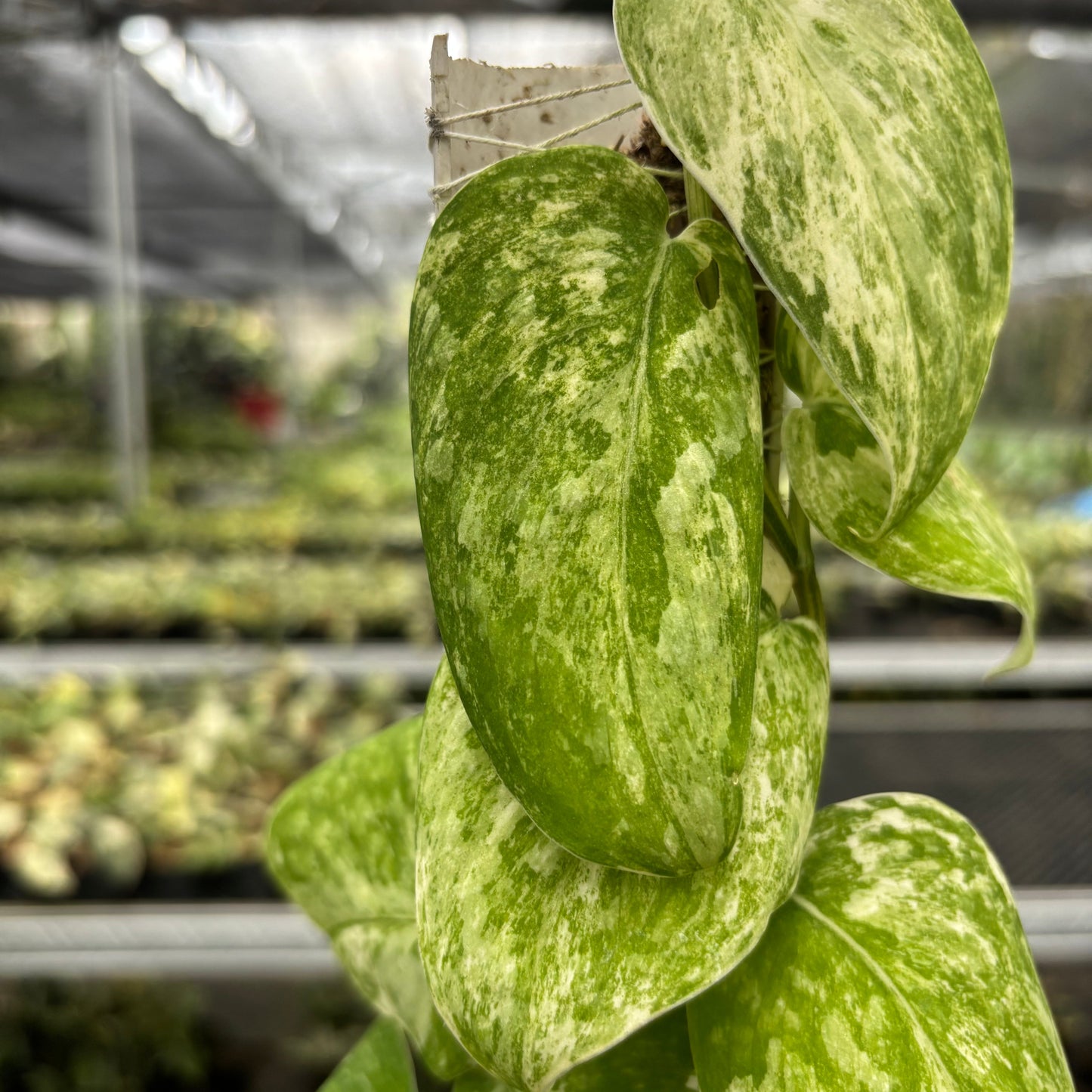 Scindapsus Parahyangan Albo