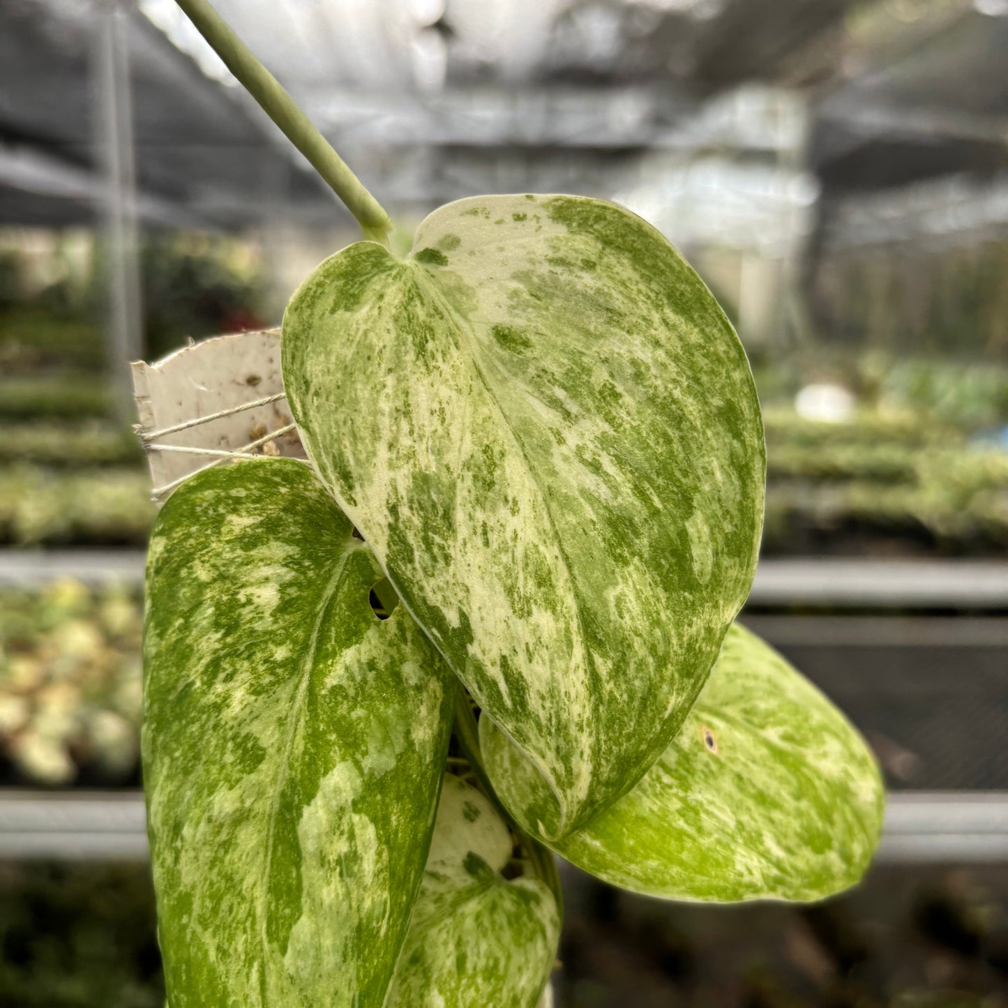 Scindapsus Parahyangan Albo