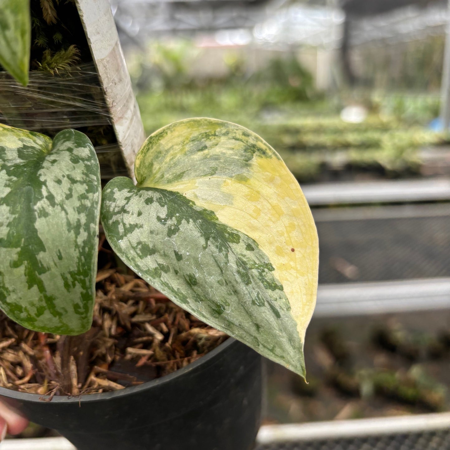 Scindapsus Geulis