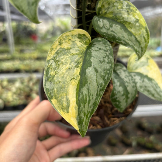 Scindapsus Geulis - Indonesian Rare Plants