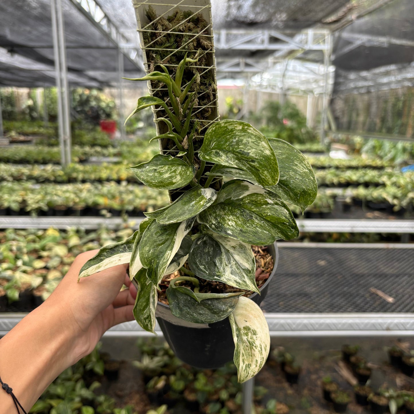 Scindapsus Treubii Tricolor Mutation