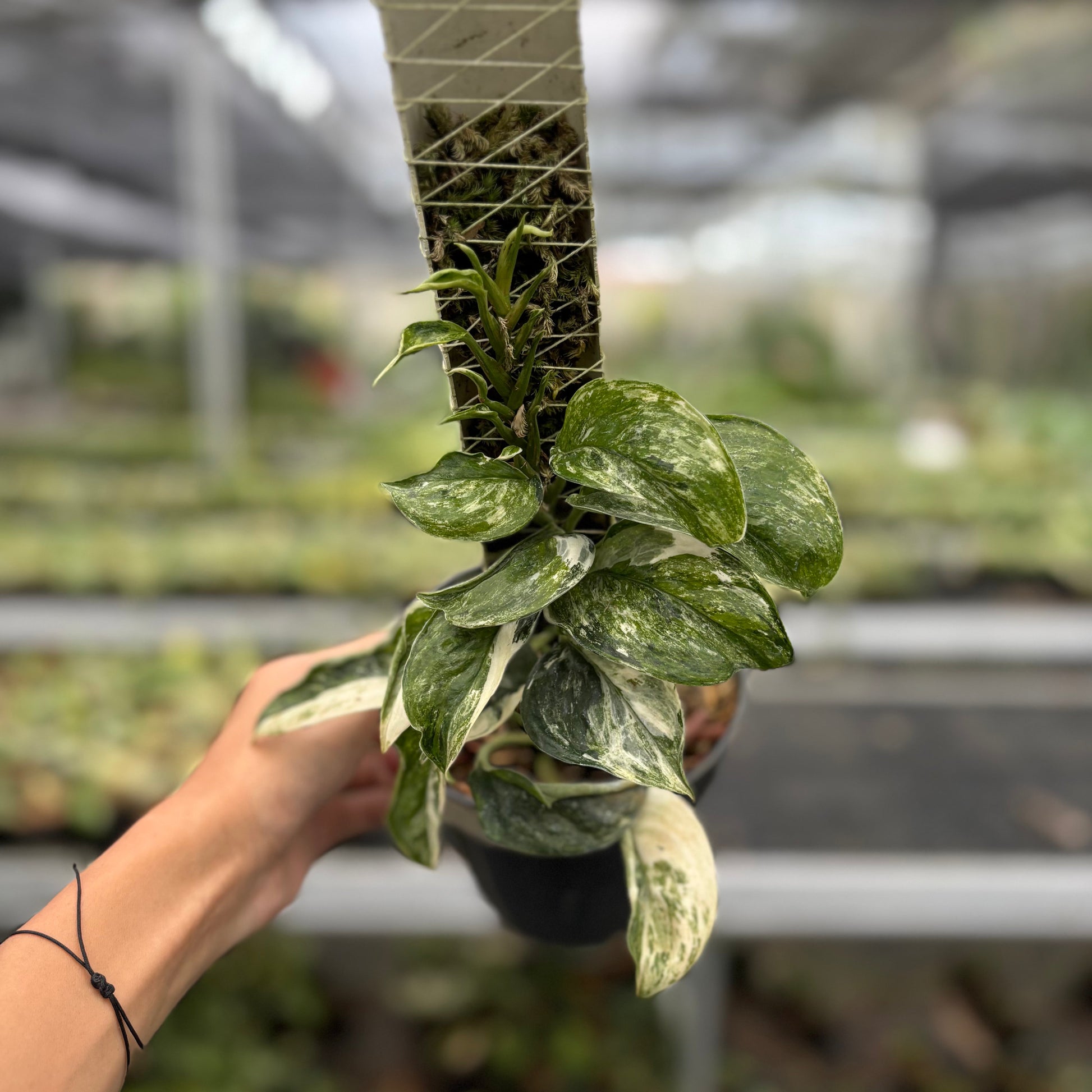 Scindapsus Treubii Tricolor Mutation - Indonesian Rare Plants