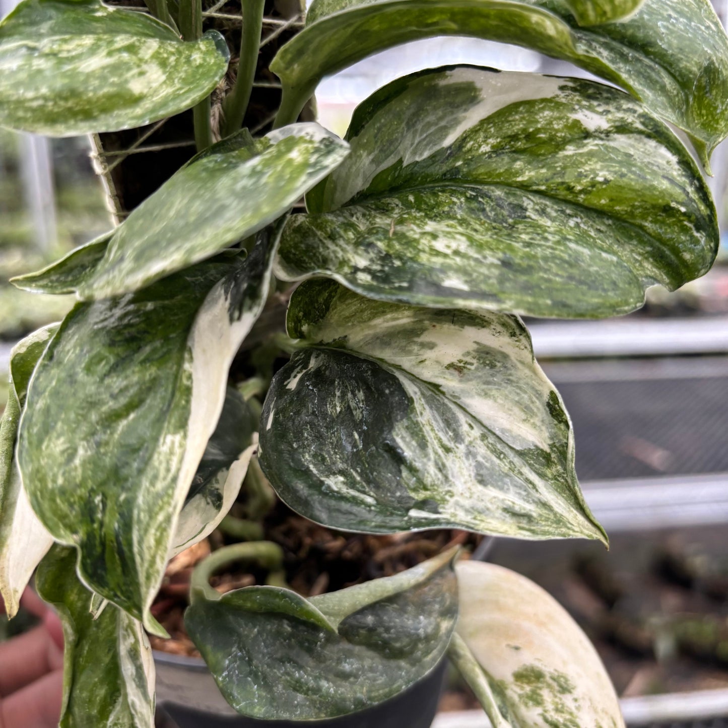 Scindapsus Treubii Tricolor Mutation