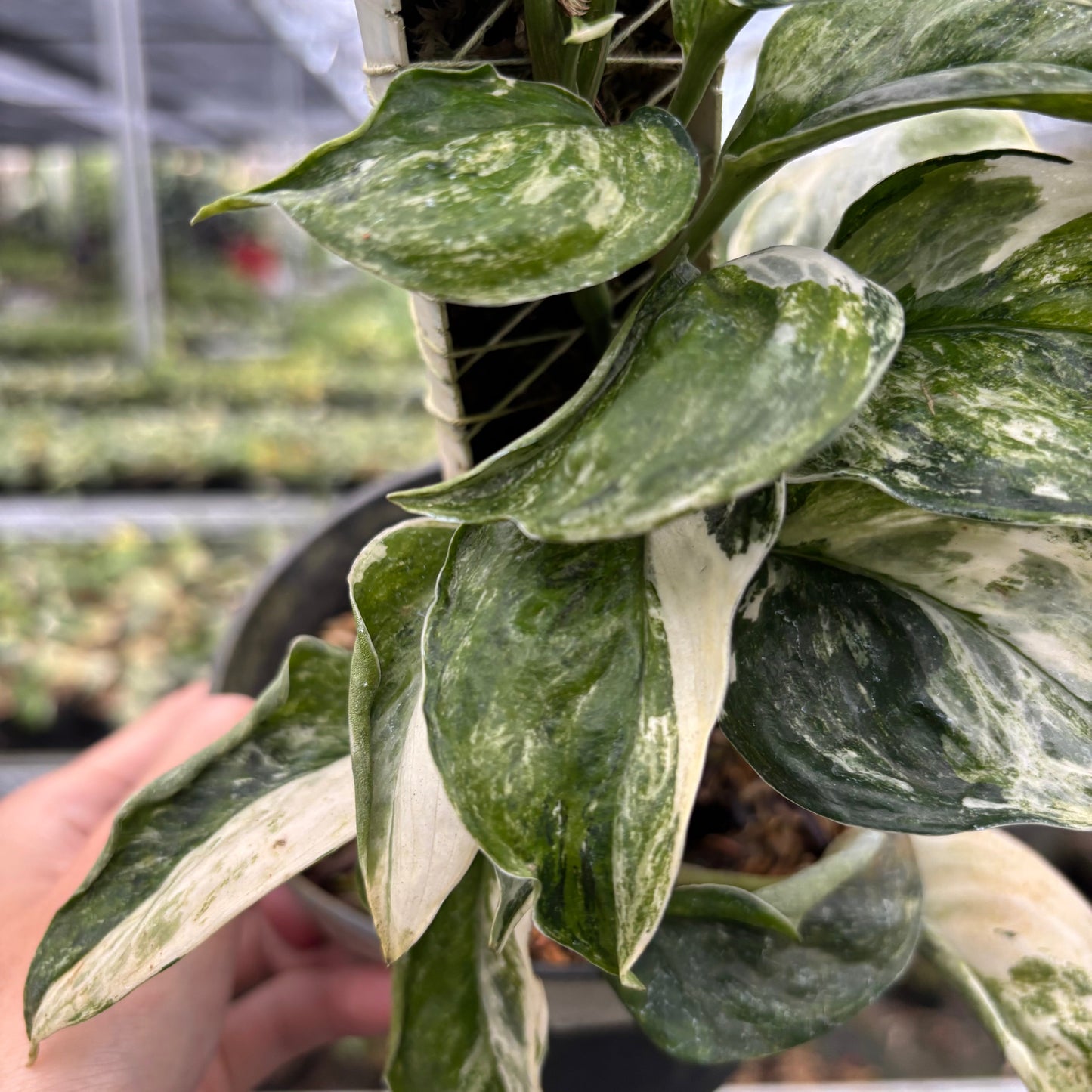 Scindapsus Treubii Tricolor Mutation