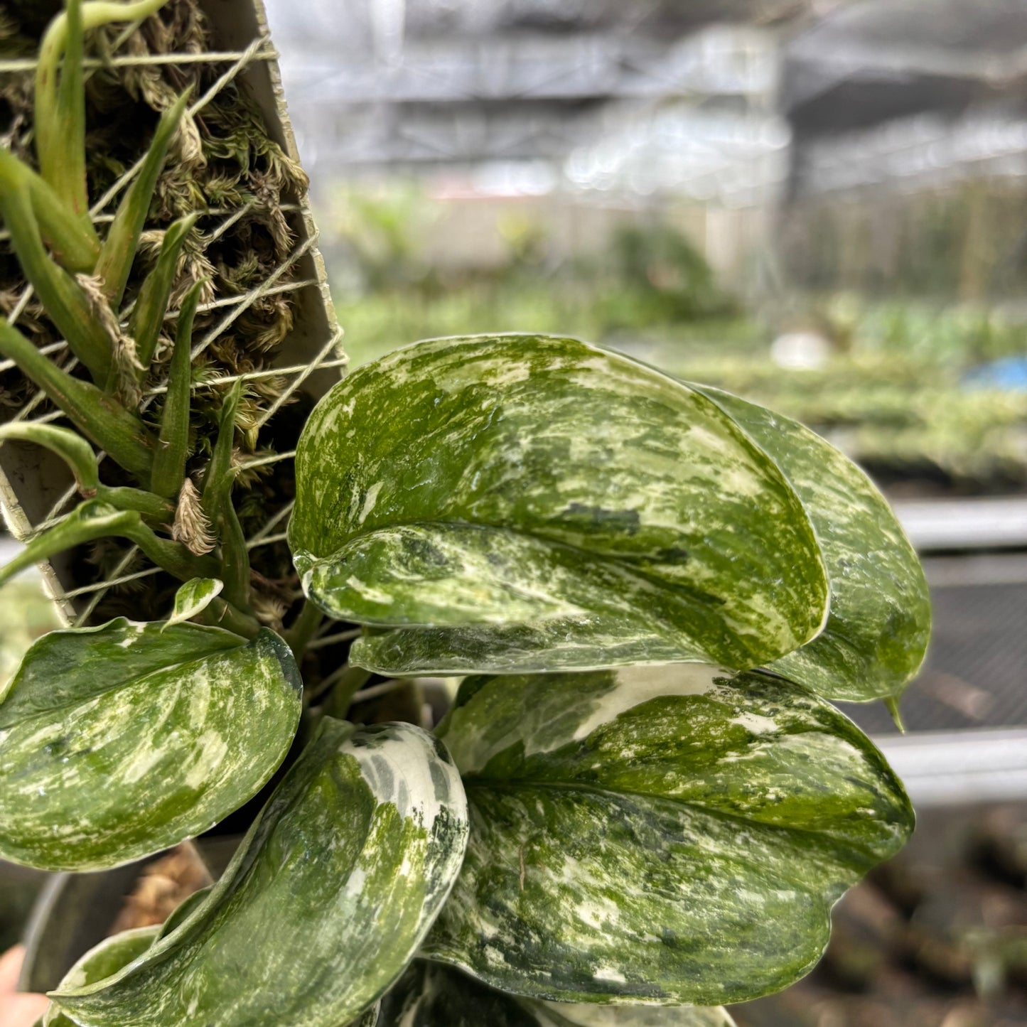 Scindapsus Treubii Tricolor Mutation