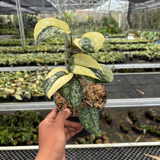 Scindapsus White Diamond - Indonesian Rare Plants