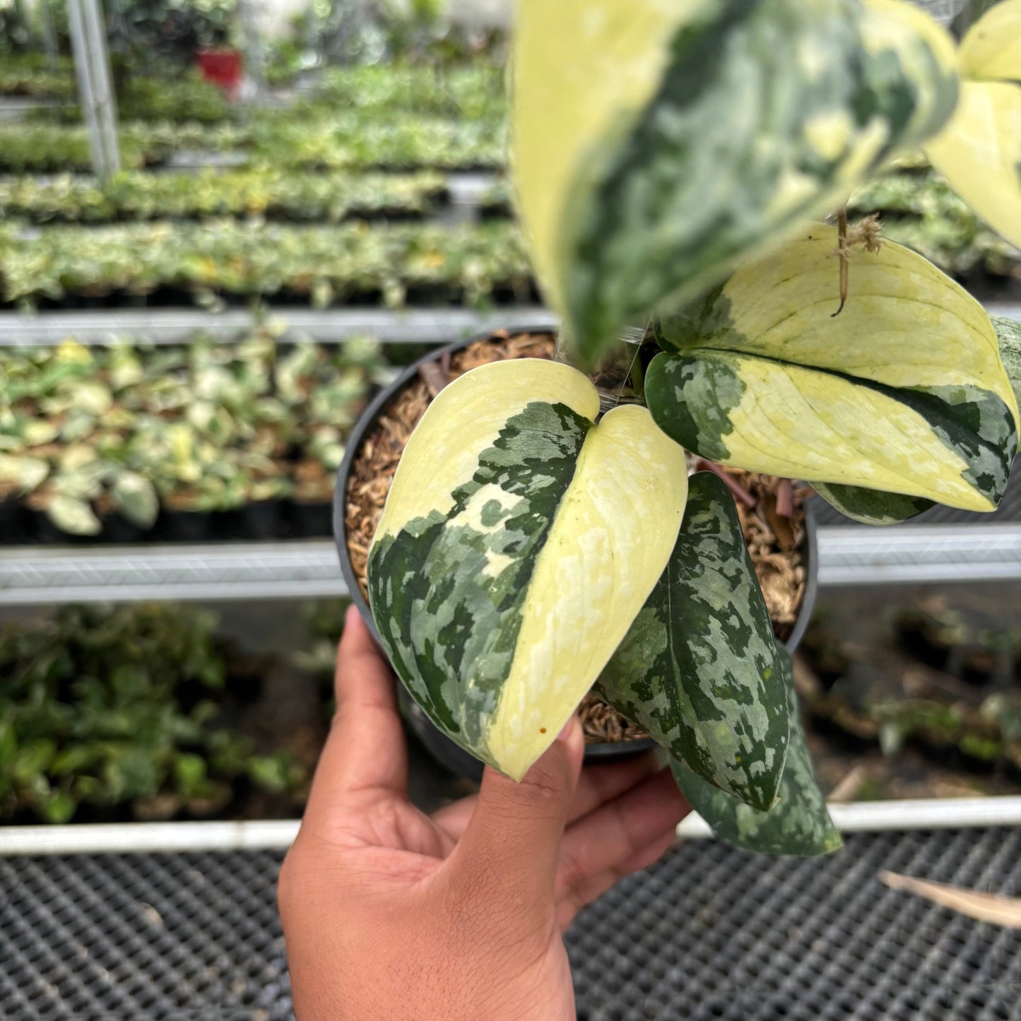 Scindapsus White Diamond