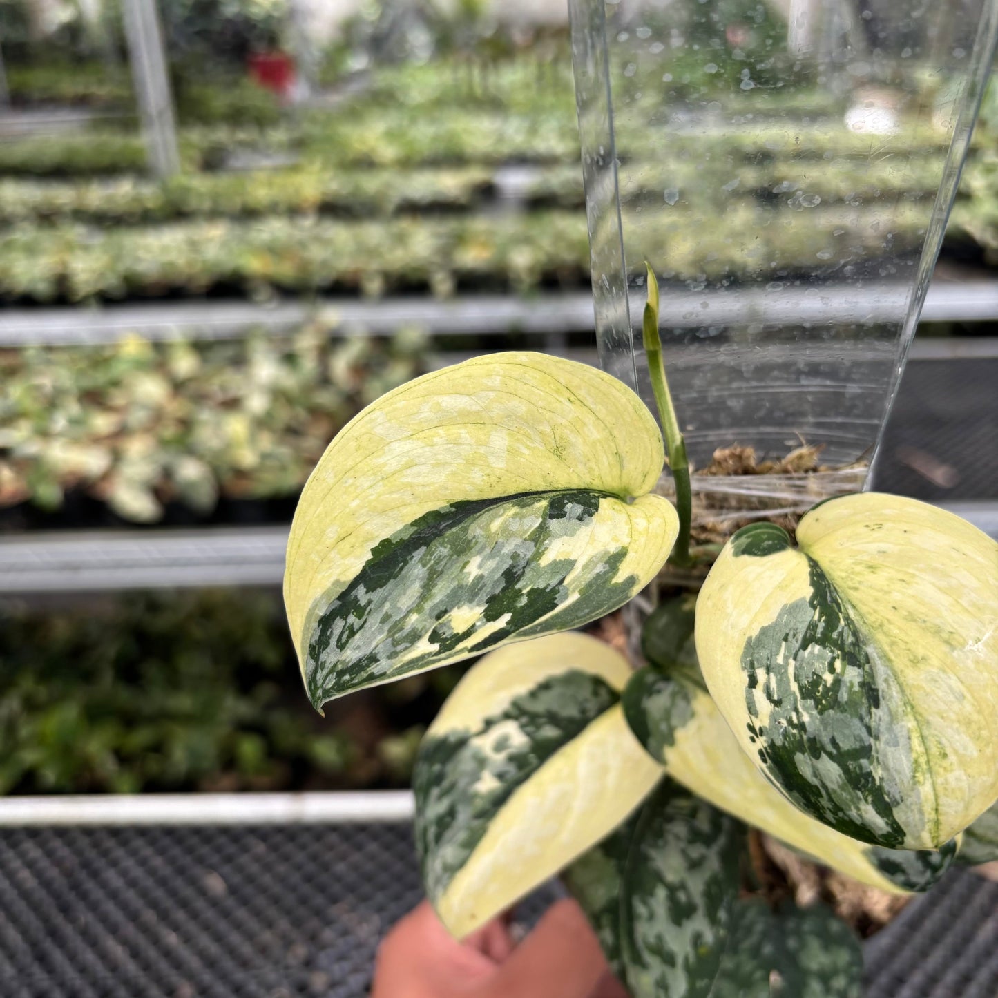 Scindapsus White Diamond