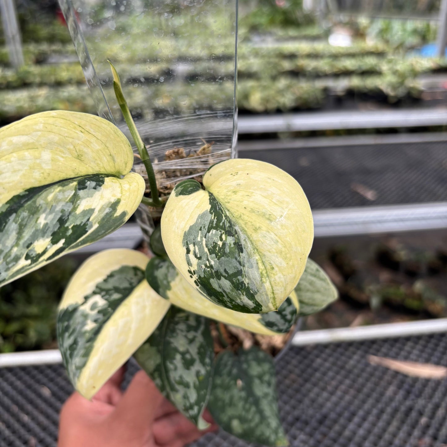 Scindapsus White Diamond