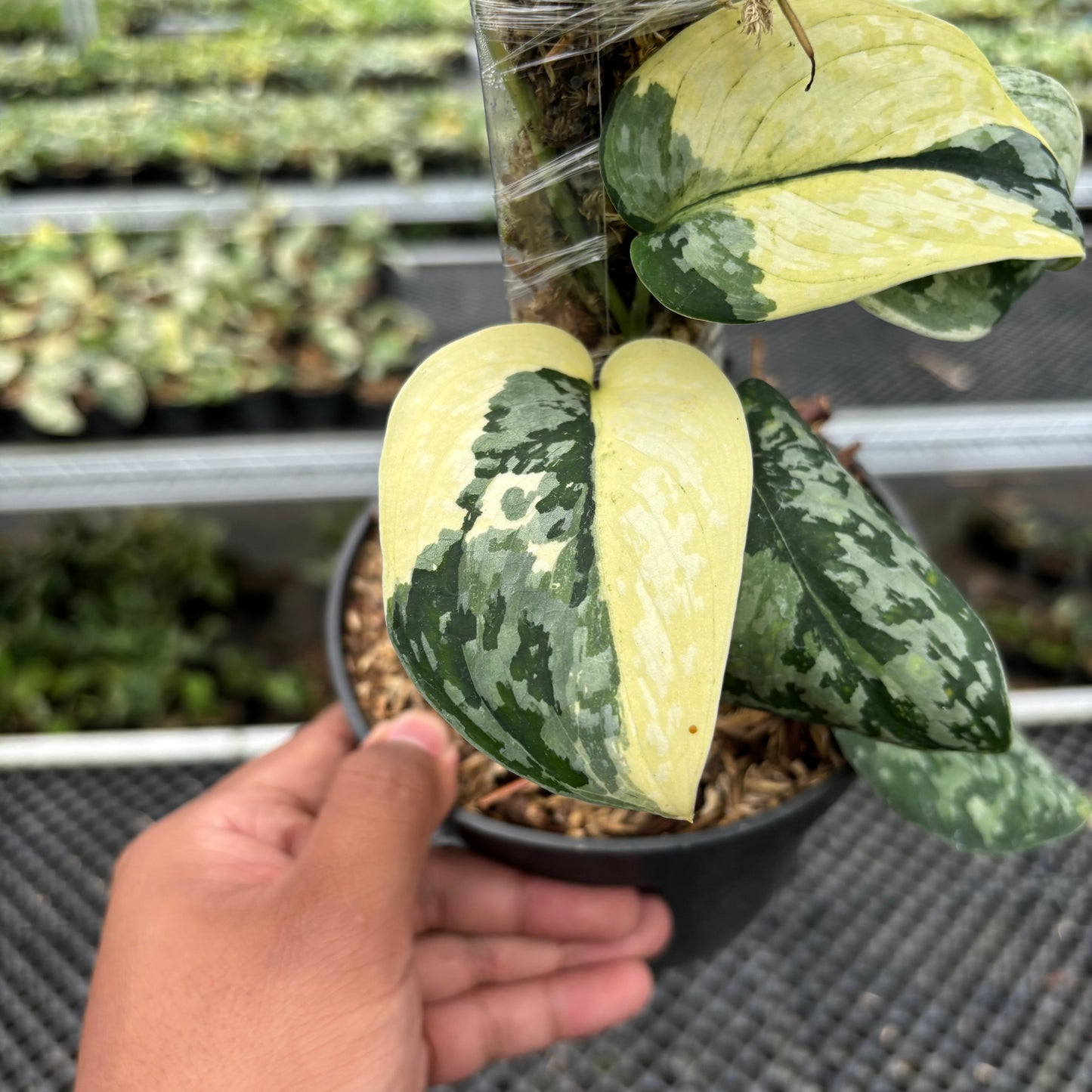 Scindapsus White Diamond
