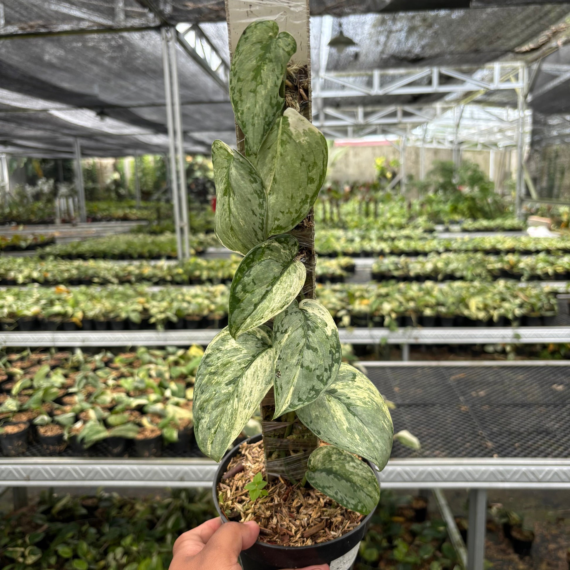Scindapsus Peasun - Indonesian Rare Plants