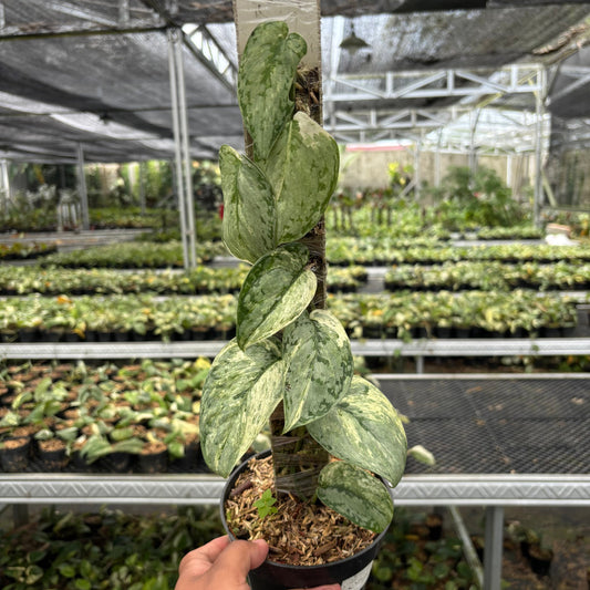 Scindapsus Peasun - Indonesian Rare Plants