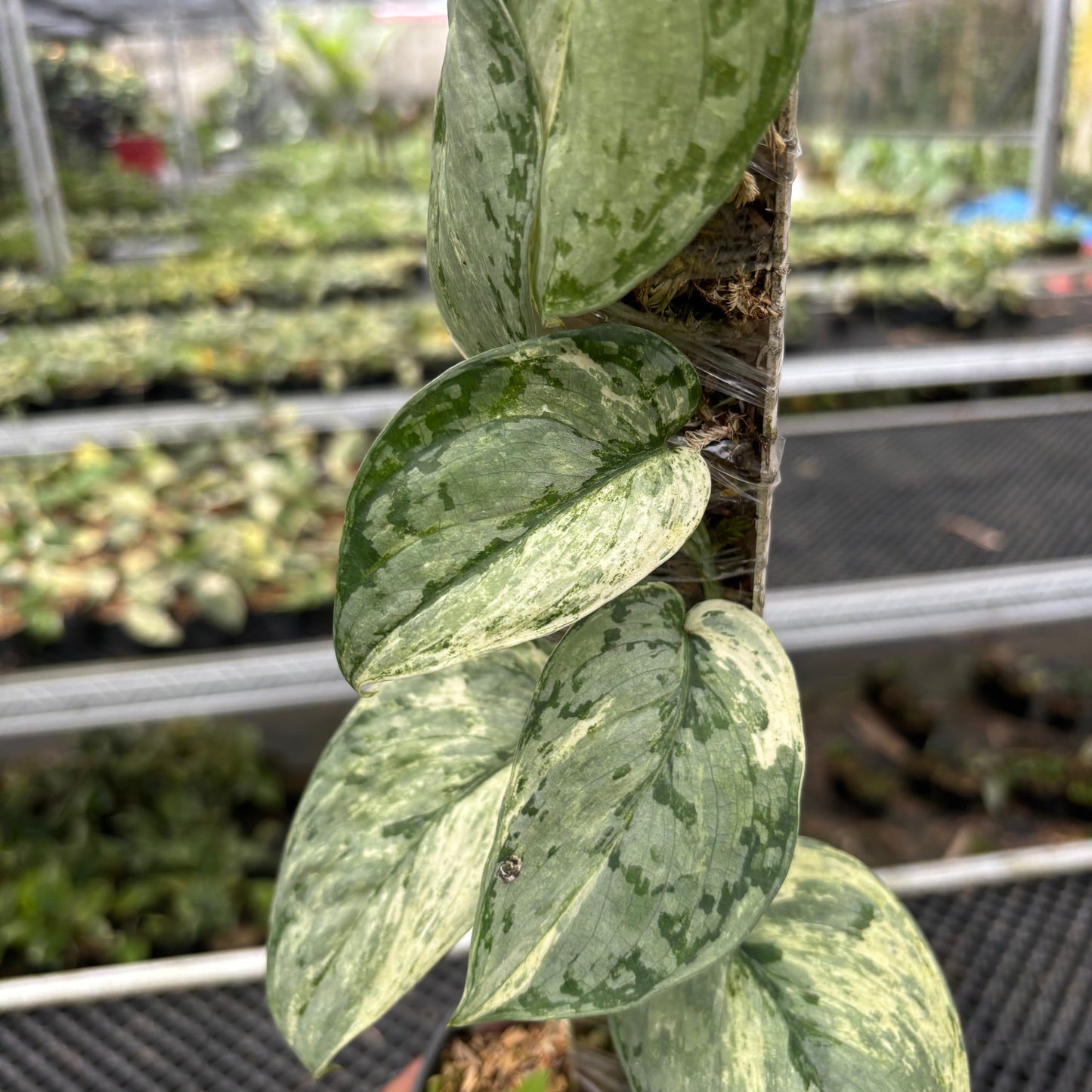 Scindapsus Peasun