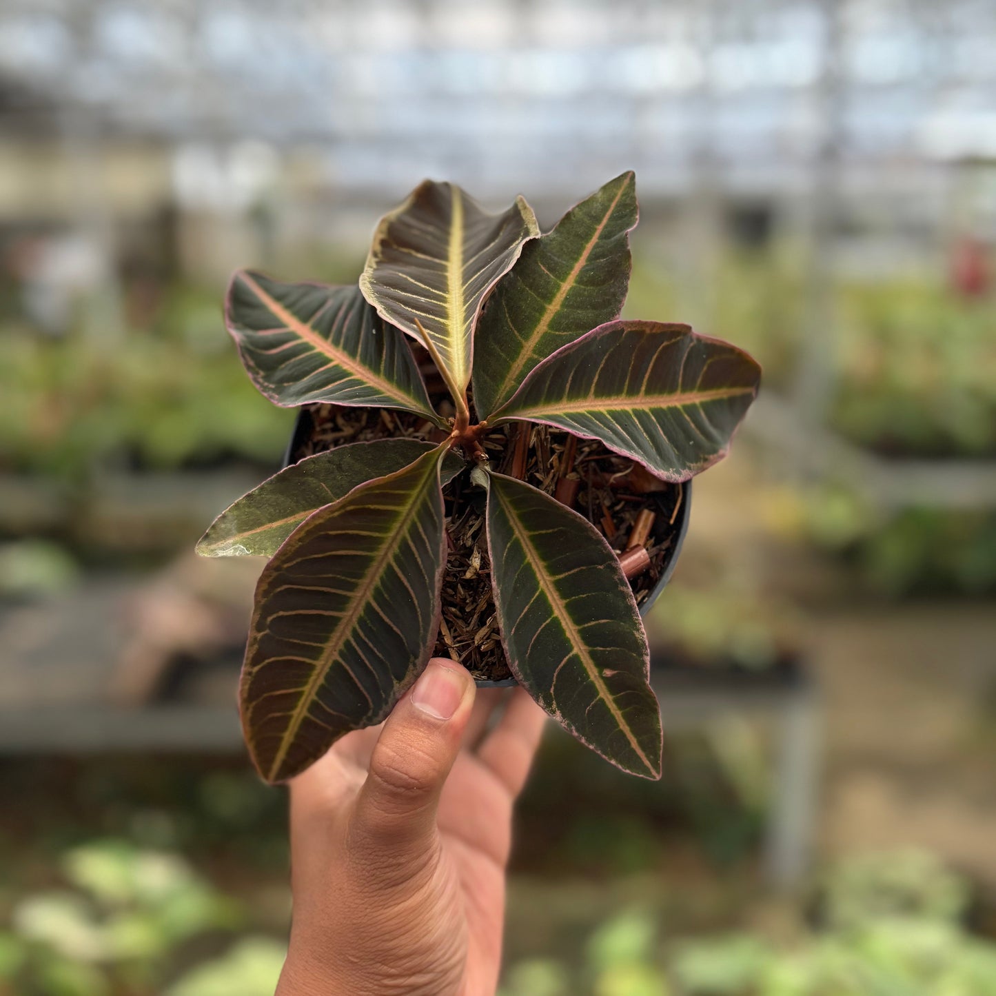Labisia Pink - Indonesian Rare Plants