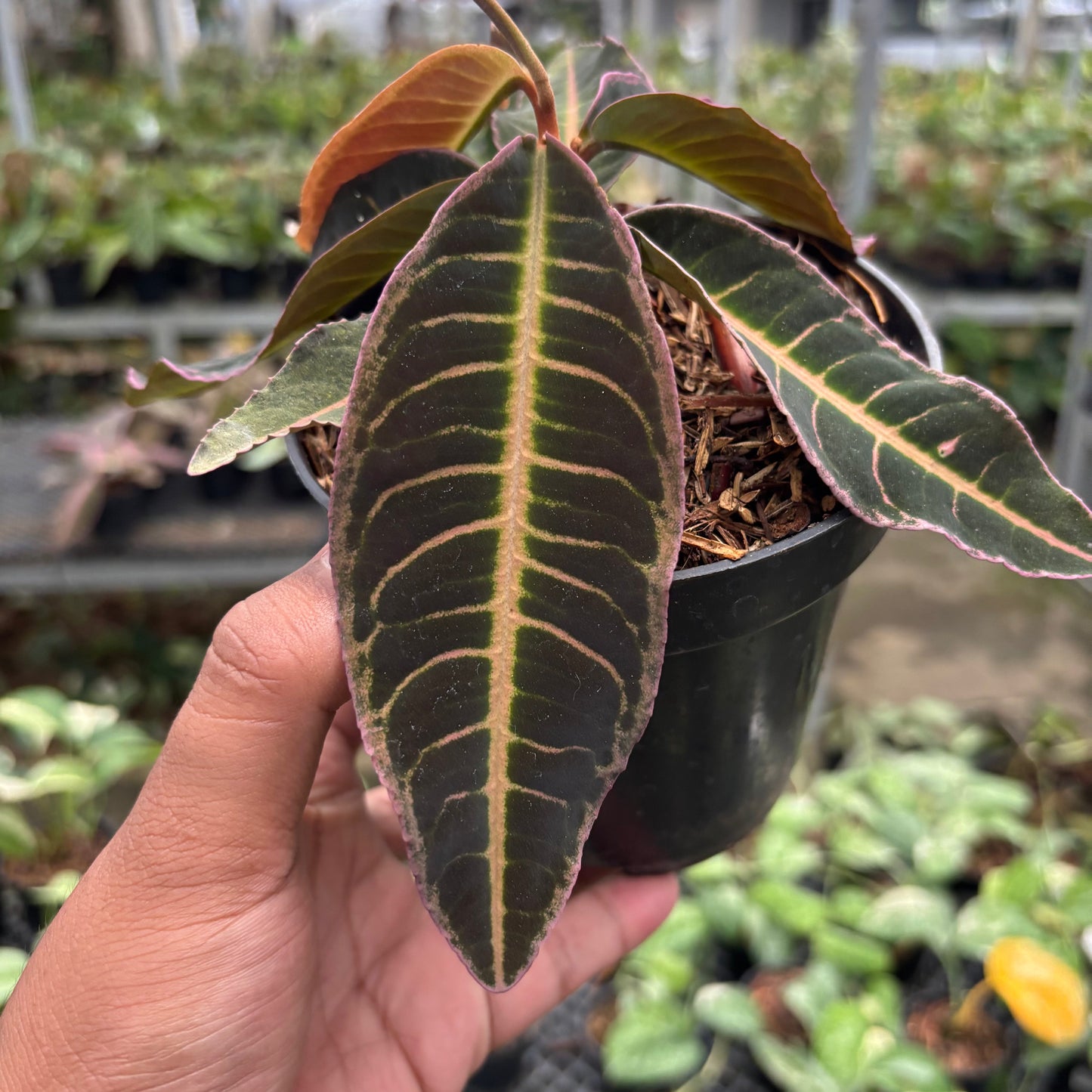 Labisia Pink