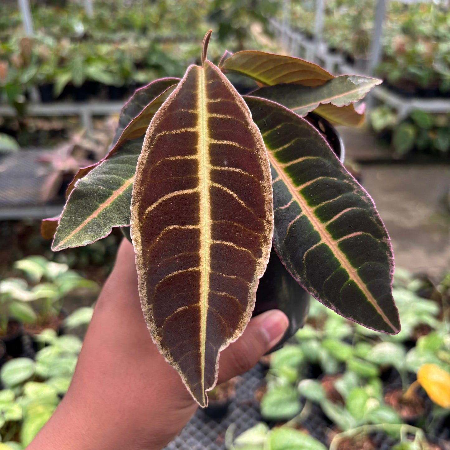Labisia Pink