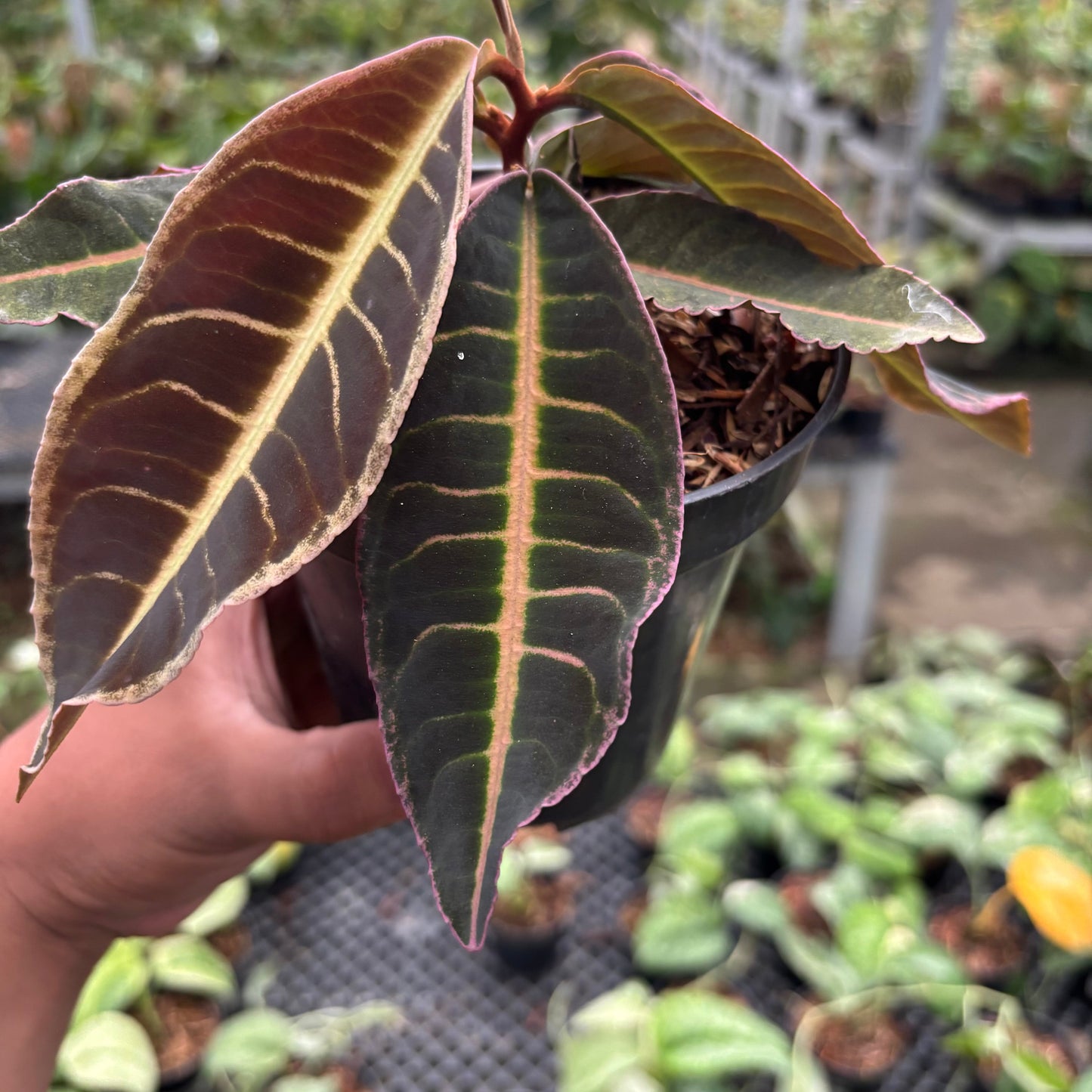 Labisia Pink