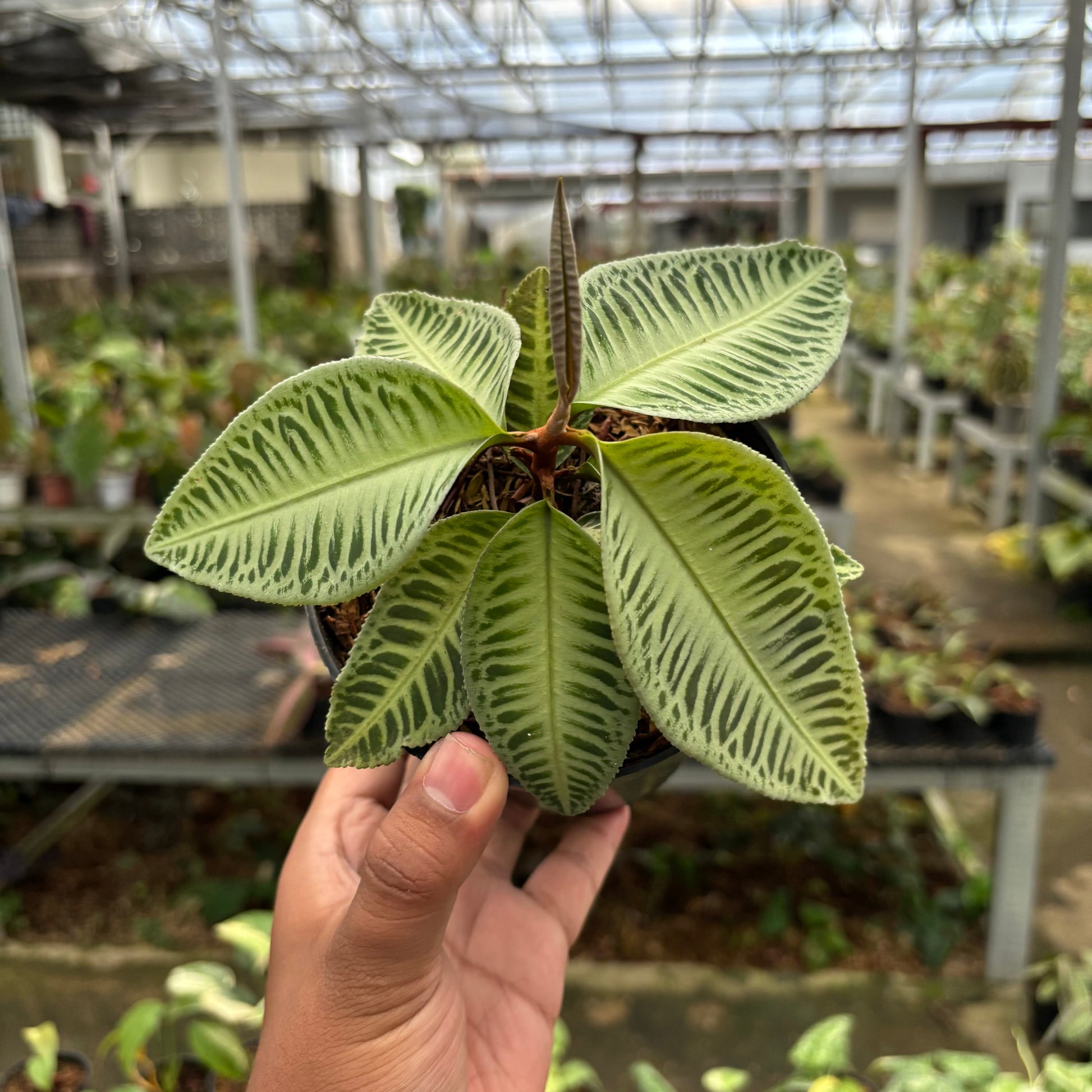 Labisia Green Rare Patern - Indonesian Rare Plants