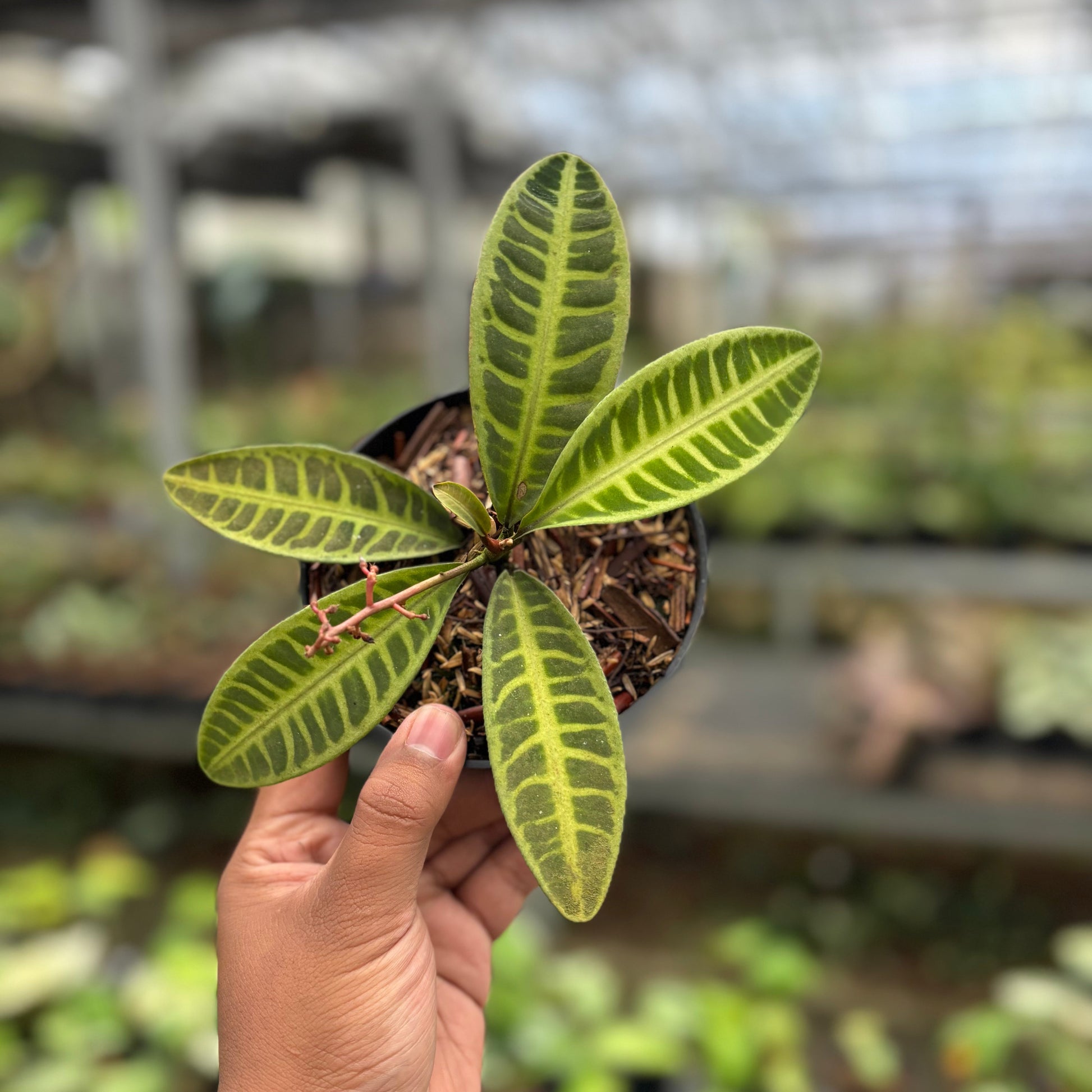 Labisia Green - Indonesian Rare Plants