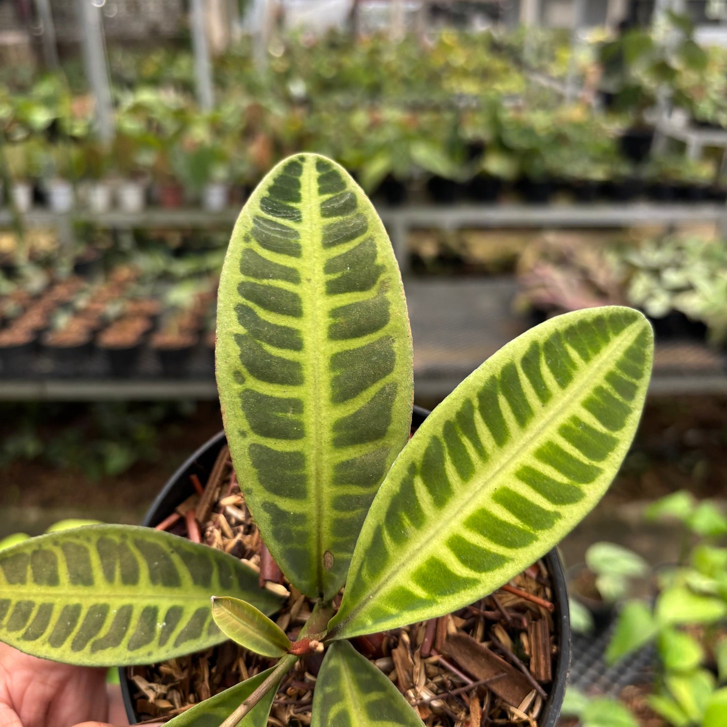 Labisia Green
