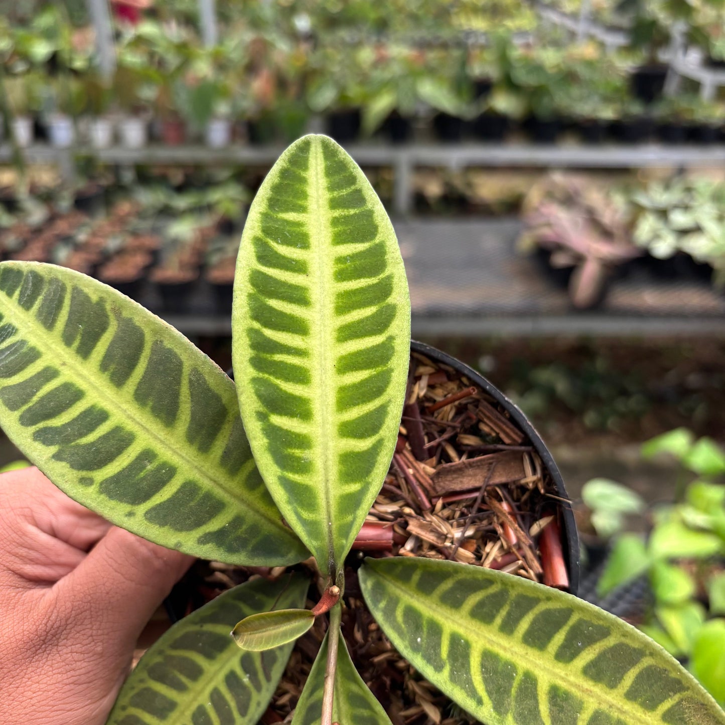 Labisia Green