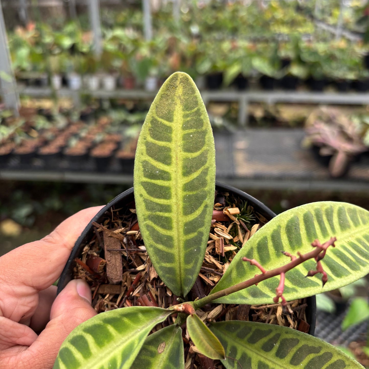 Labisia Green