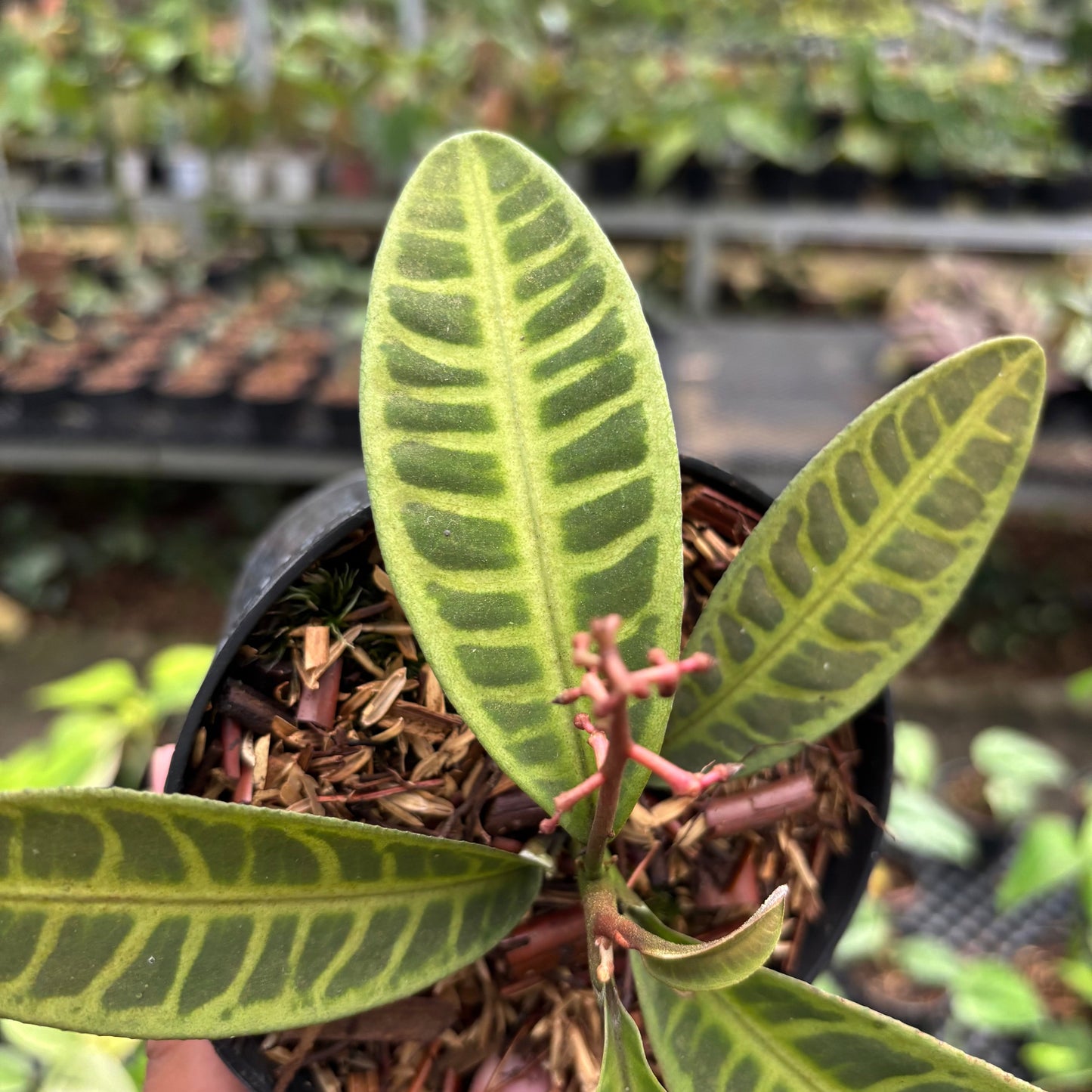 Labisia Green