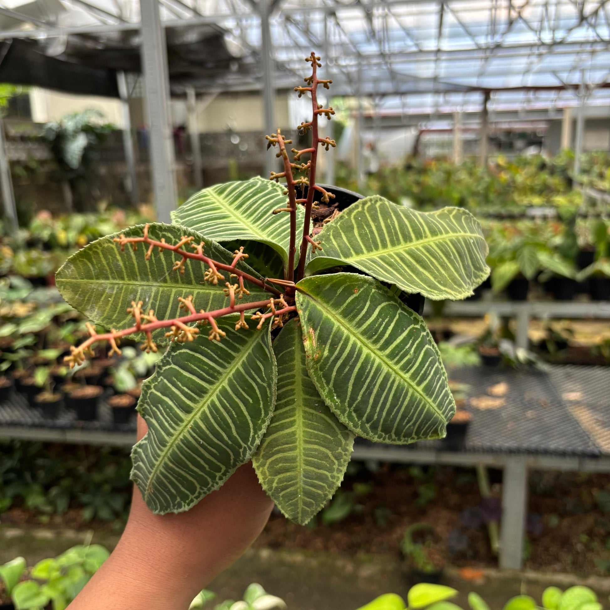 Labisia Green Selected - Indonesian Rare Plants