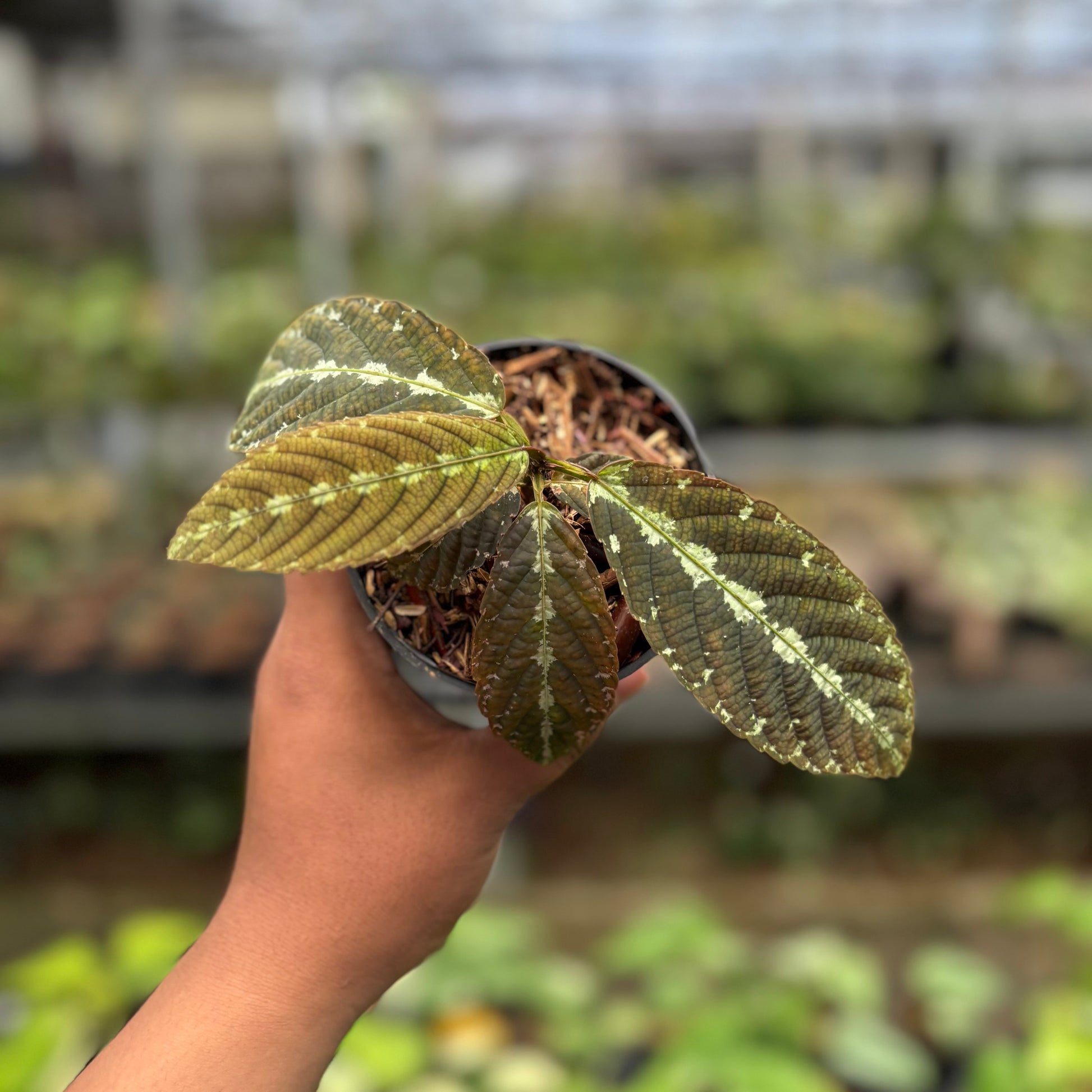 Leea Zippeliana - Indonesian Rare Plants