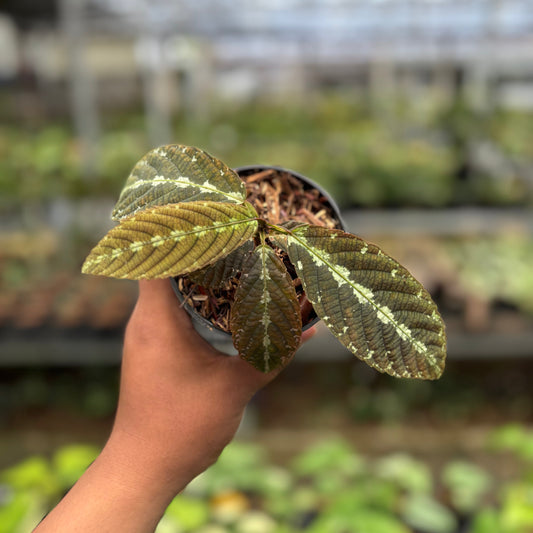 Leea Zippeliana - Indonesian Rare Plants
