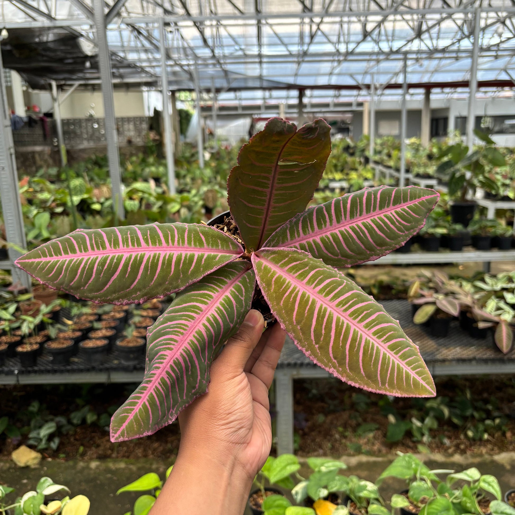 Labisia Pink Rare Pattern - Indonesian Rare Plants