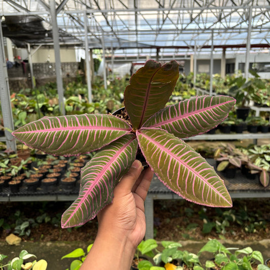 Labisia Pink Rare Patern — rare Indonesian plant
