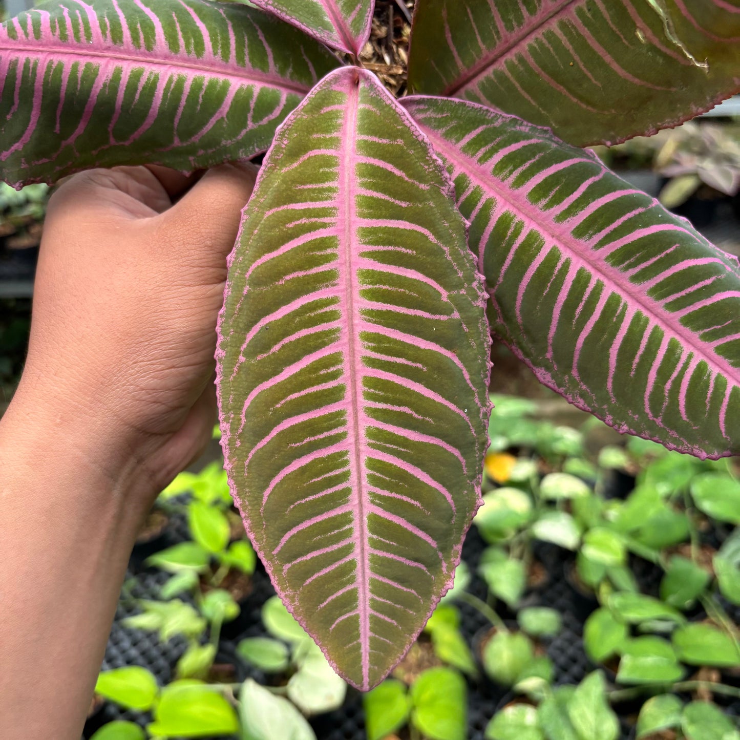 Labisia Pink Rare Patern — photo 3