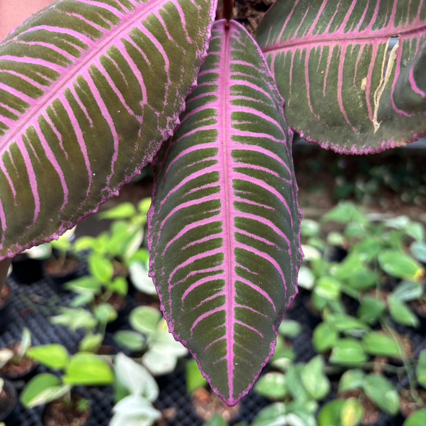 Labisia Pink Rare Pattern