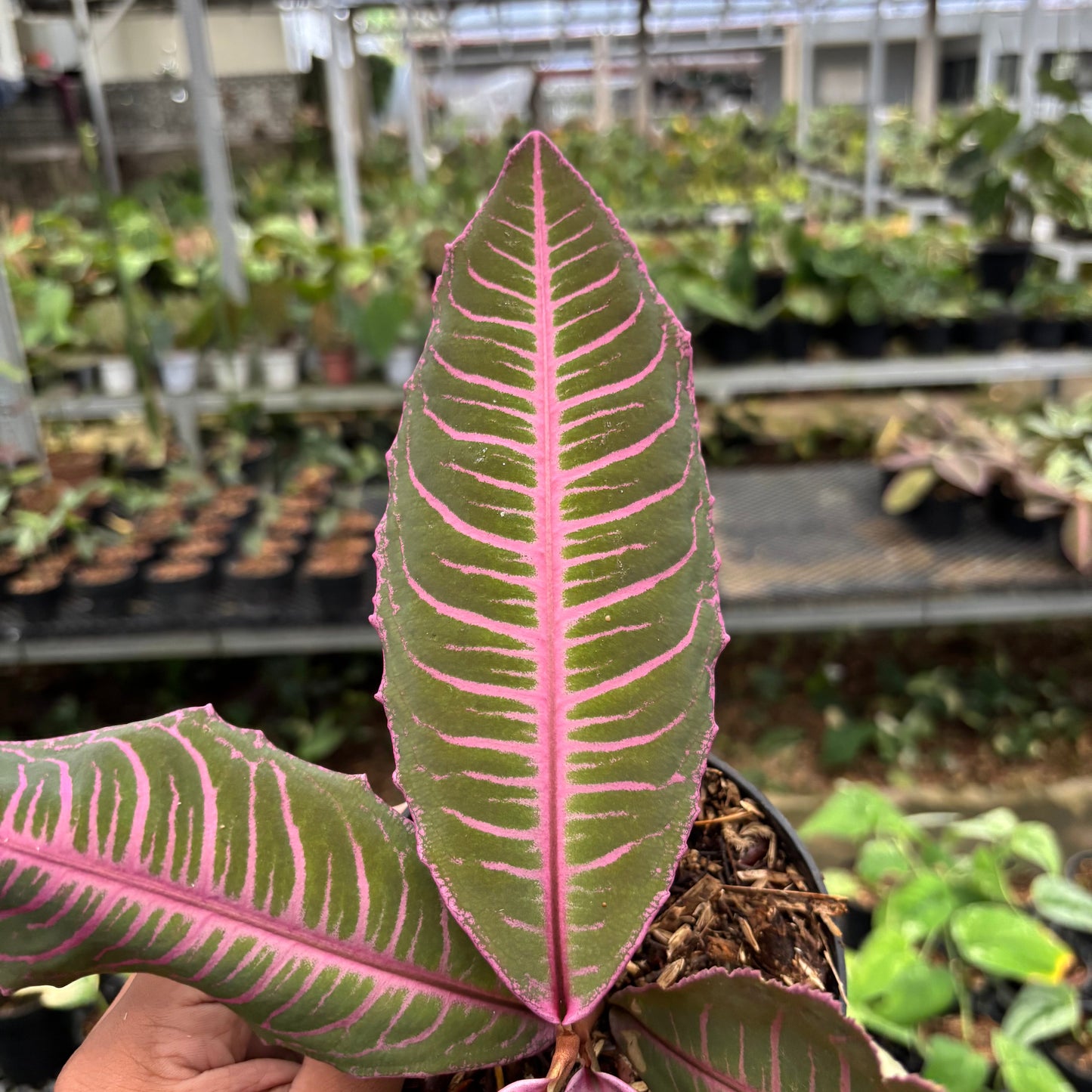 Labisia Pink Rare Pattern