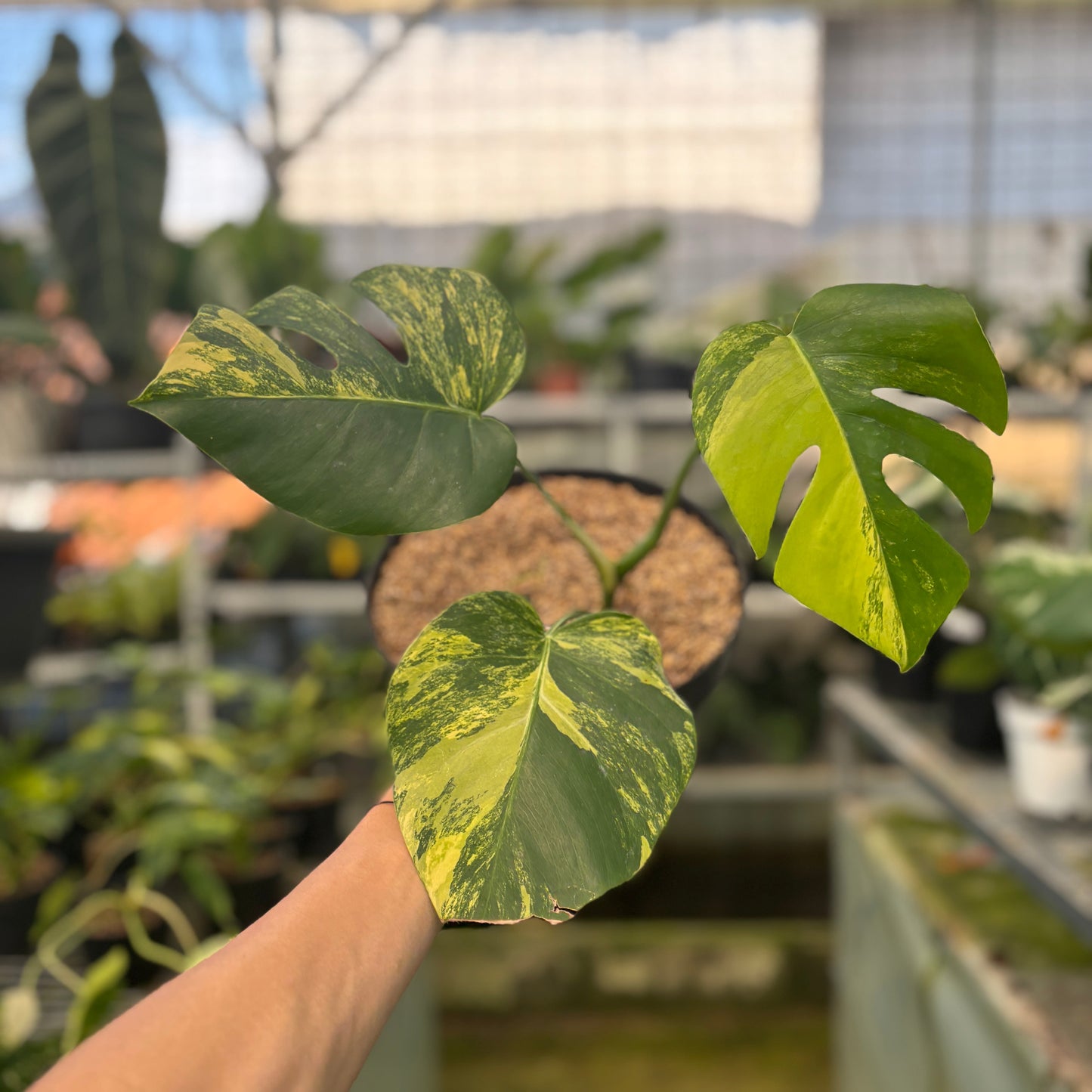 Monstera Yellow Variegated "Marmorata" — rare Indonesian plant