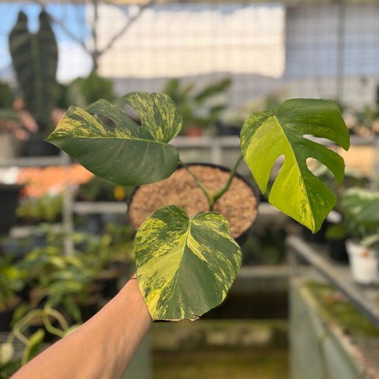Monstera Yellow Variegated "Marmorata" — rare Indonesian plant