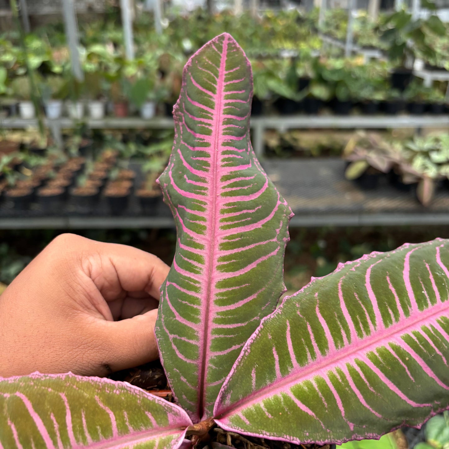 Labisia Pink Rare Pattern