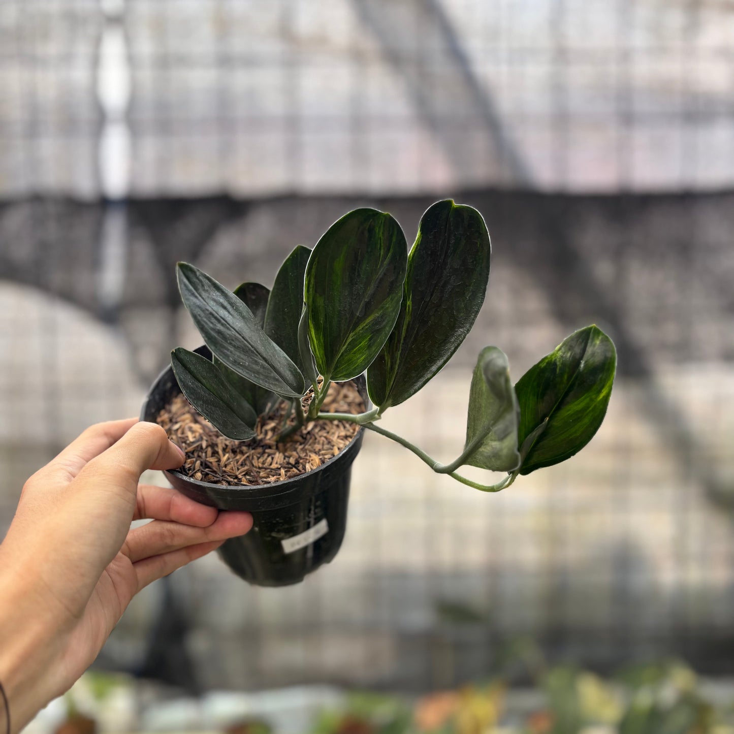 Scindapsus Treaubi Black — rare Indonesian plant