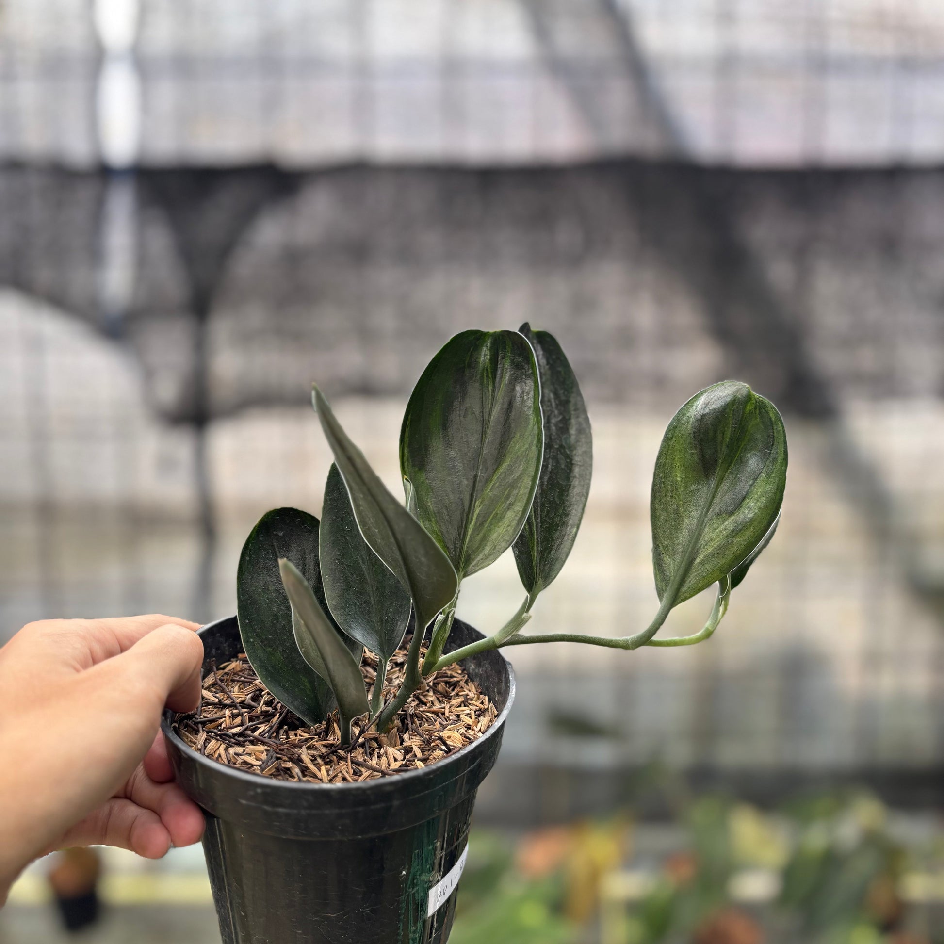 Scindapsus Treaubi Black — photo 2