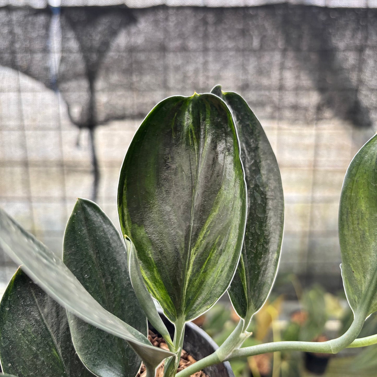 Scindapsus Treaubi Black — photo 3