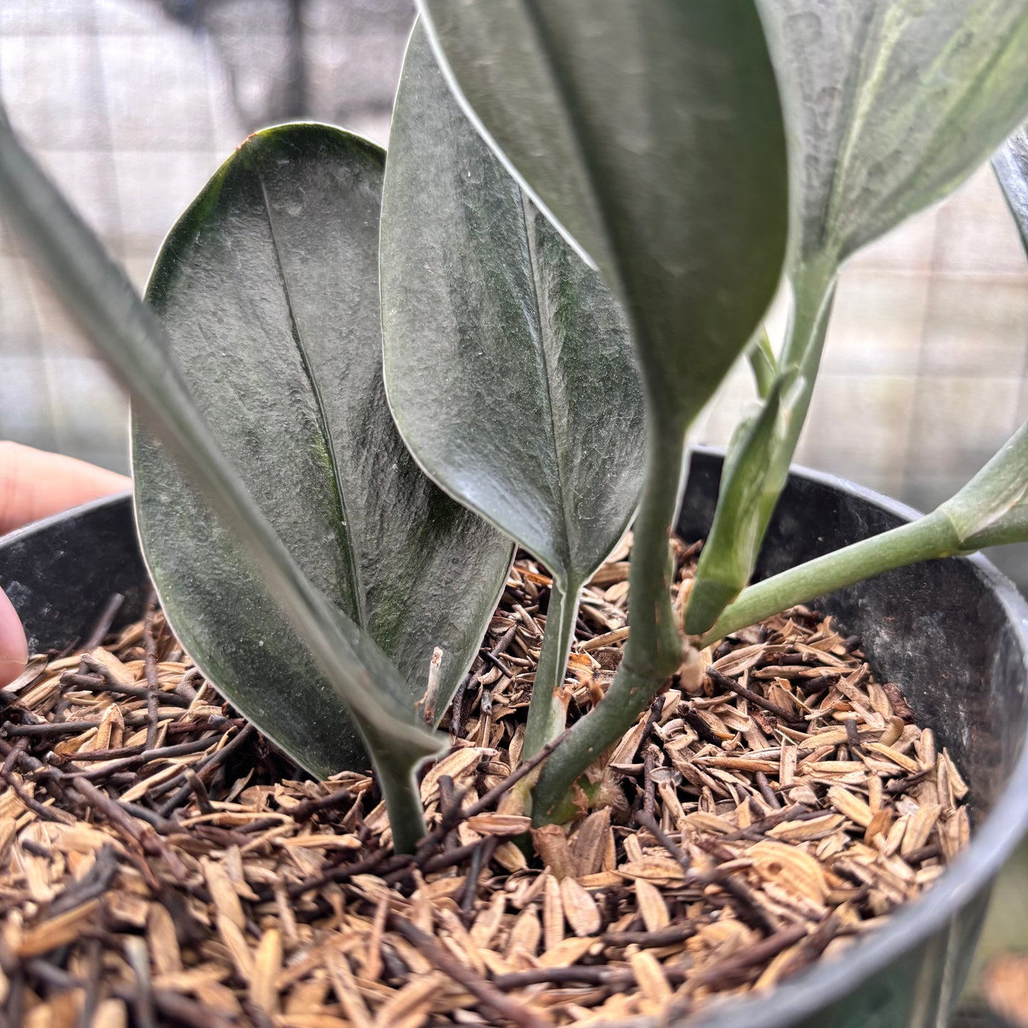Scindapsus Treaubi Black — photo 4
