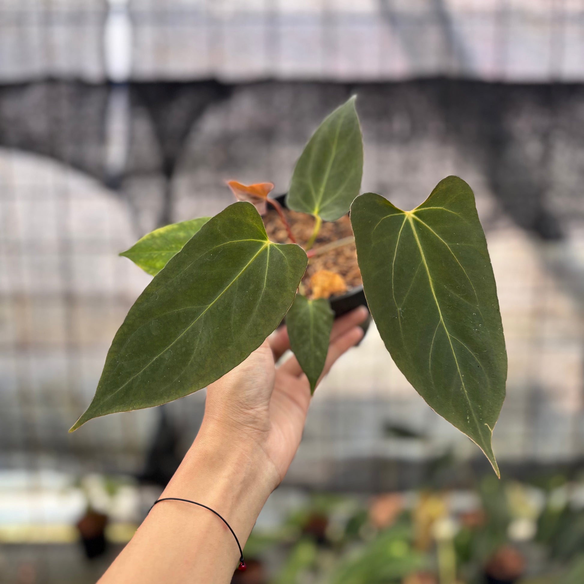 Anthurium Fortsherman x GOG — rare Indonesian plant