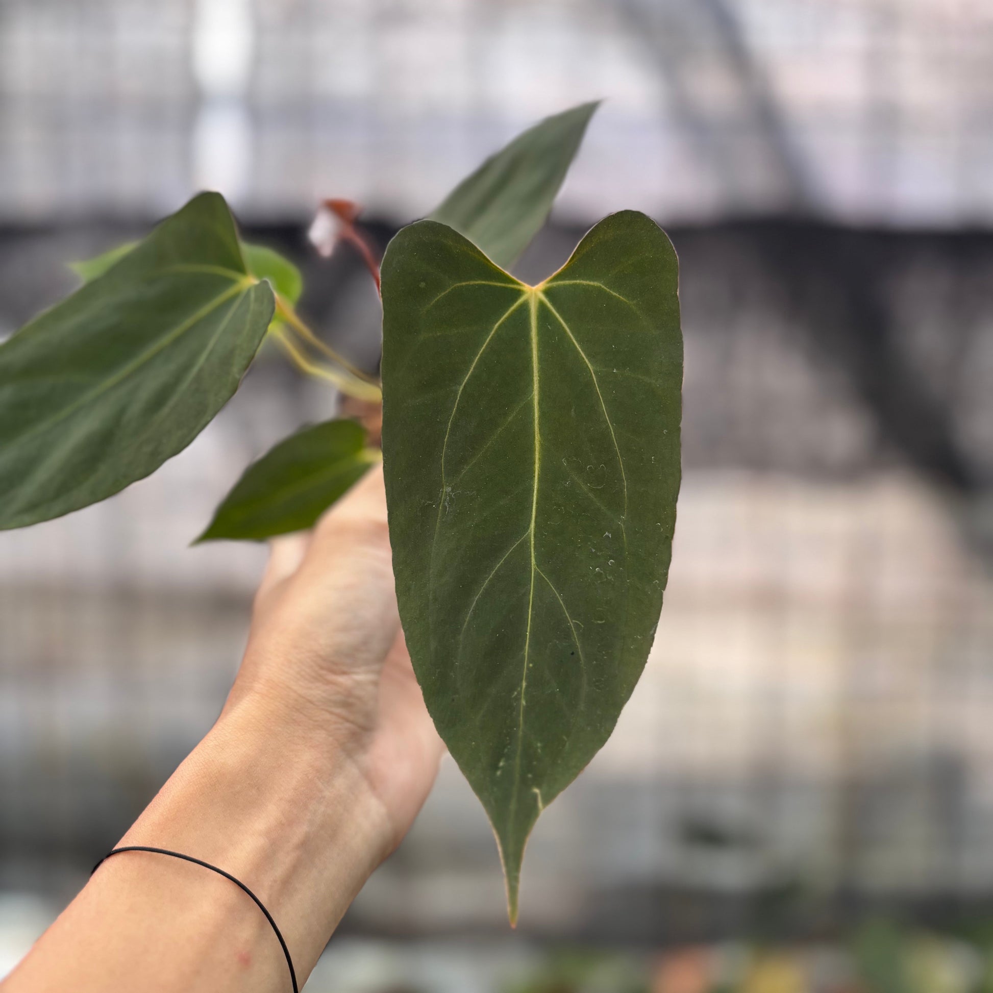 Anthurium Fortsherman x GOG — photo 2