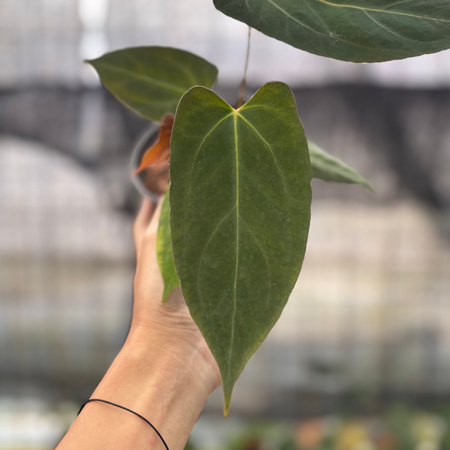 Anthurium Fortsherman x GOG — photo 3