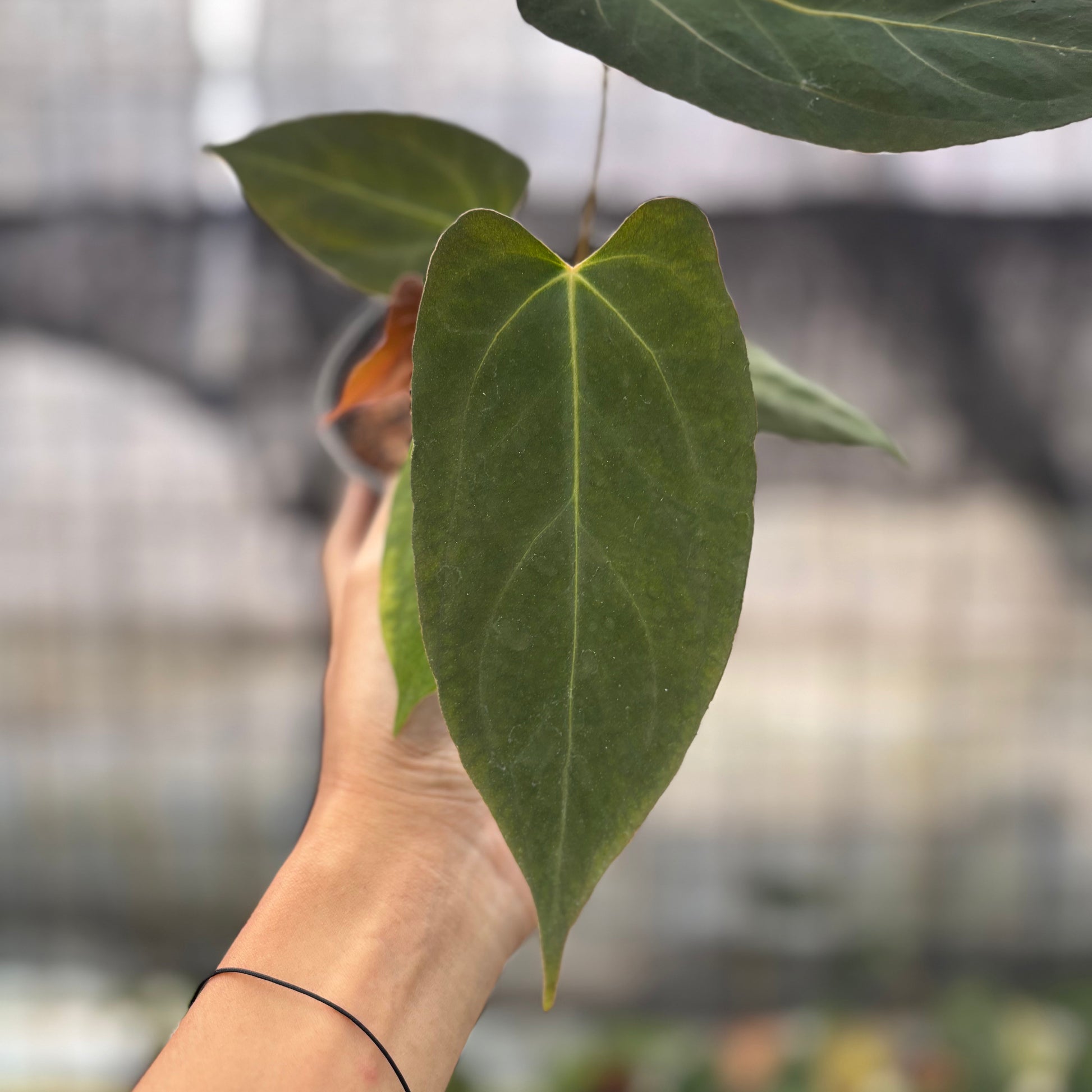 Anthurium Fortsherman x GOG — photo 3