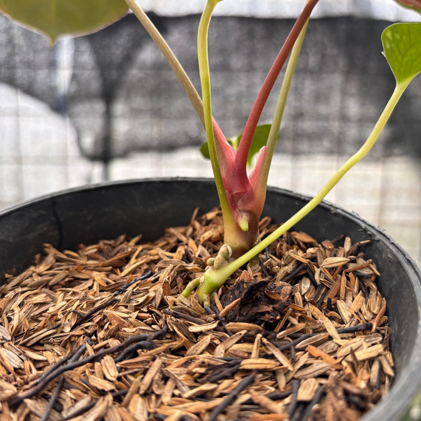 Anthurium Fortsherman x GOG — photo 4